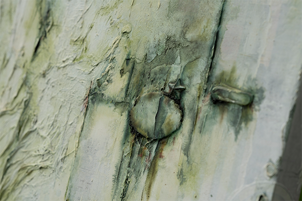 Field Notes_1 Close-up texture detail mixed media artwork Field Notes